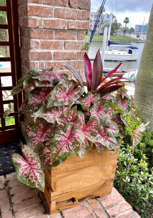 Teak 19.5" Planter